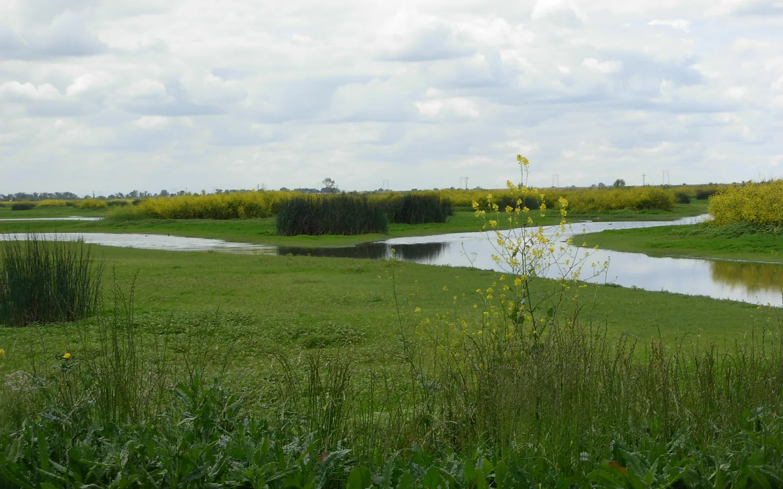 Rain-soaked wetlands in the Yolo Bypass Wildlife Area with water reflecting the sky