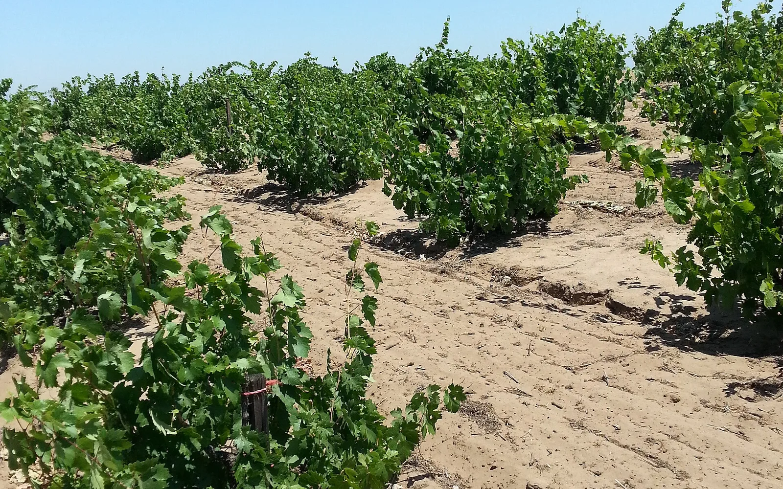 Joaquin Jose Vineyard in Dutch Slough, Oakley, California